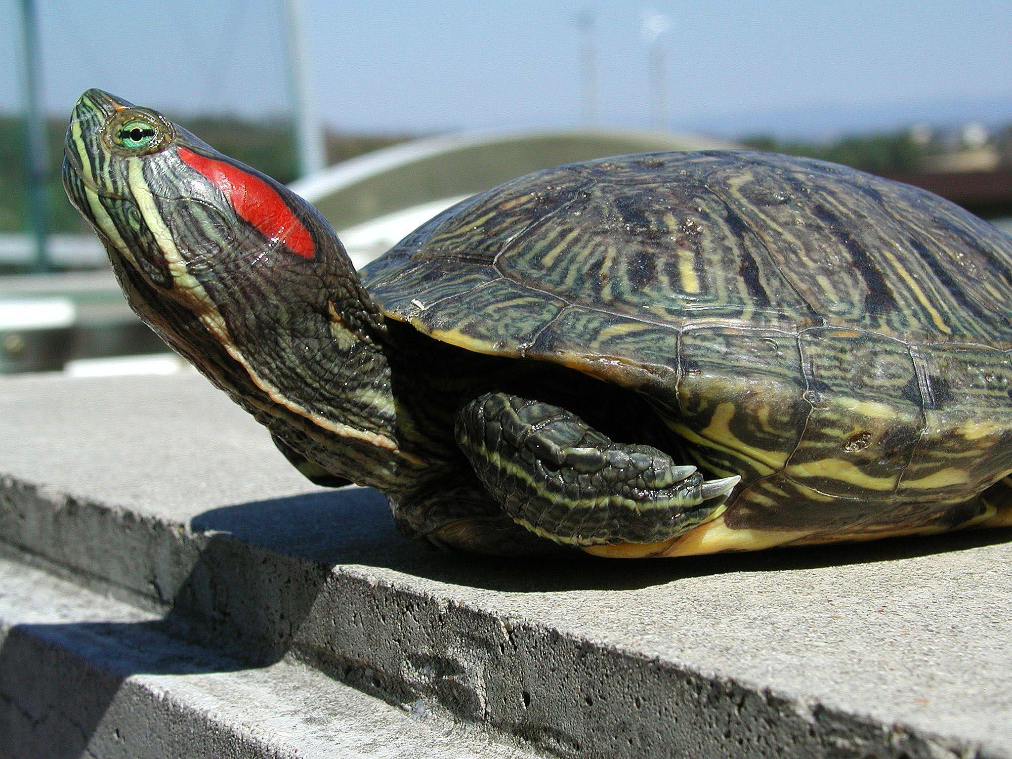 Alien Red Ear Sliders Greatly Outnumber Japan's Own Turtles