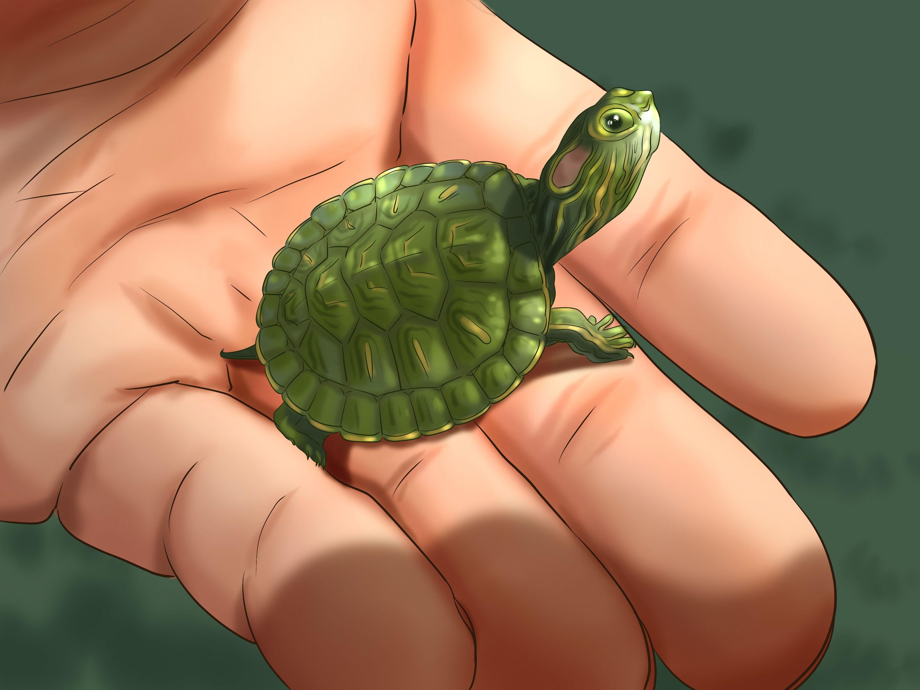 How to Care for a Red Eared Slider Turtle (with Picture)