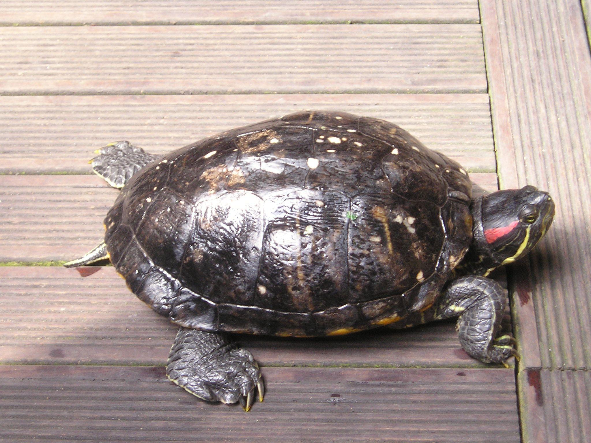 Red Eared Slider Turtle Facts, Habitat, Diet, Pet Care, Picture