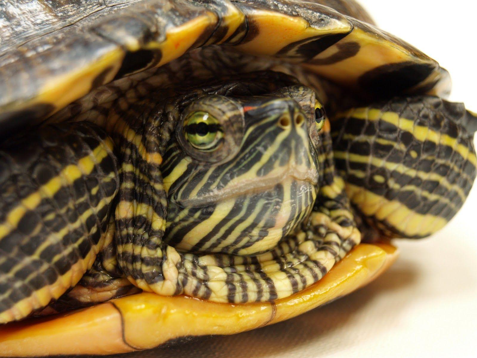 Can Pet Turtles Get Sick?