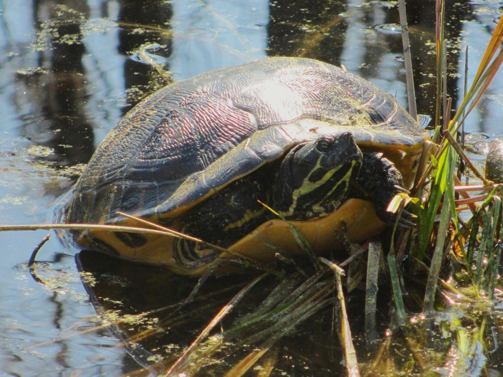 Red Eared Slider Turtle Wallpapers - Wallpaper Cave