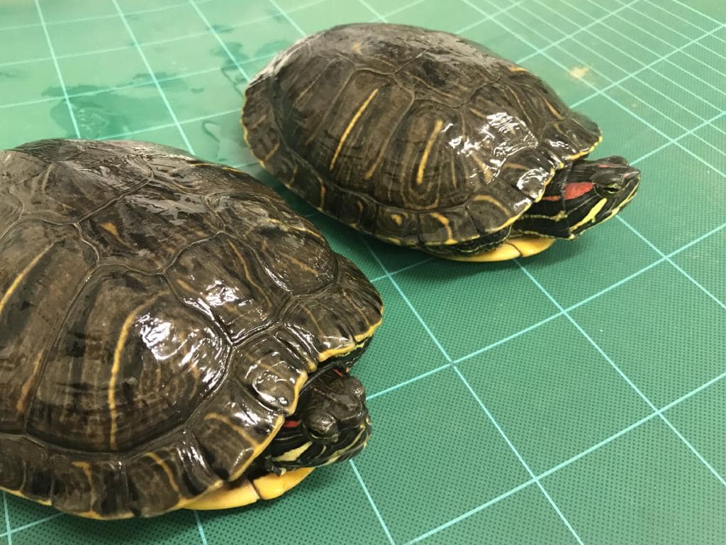 Invasive Pest Alert As SA Authorities Find Red Eared Slider Turtles