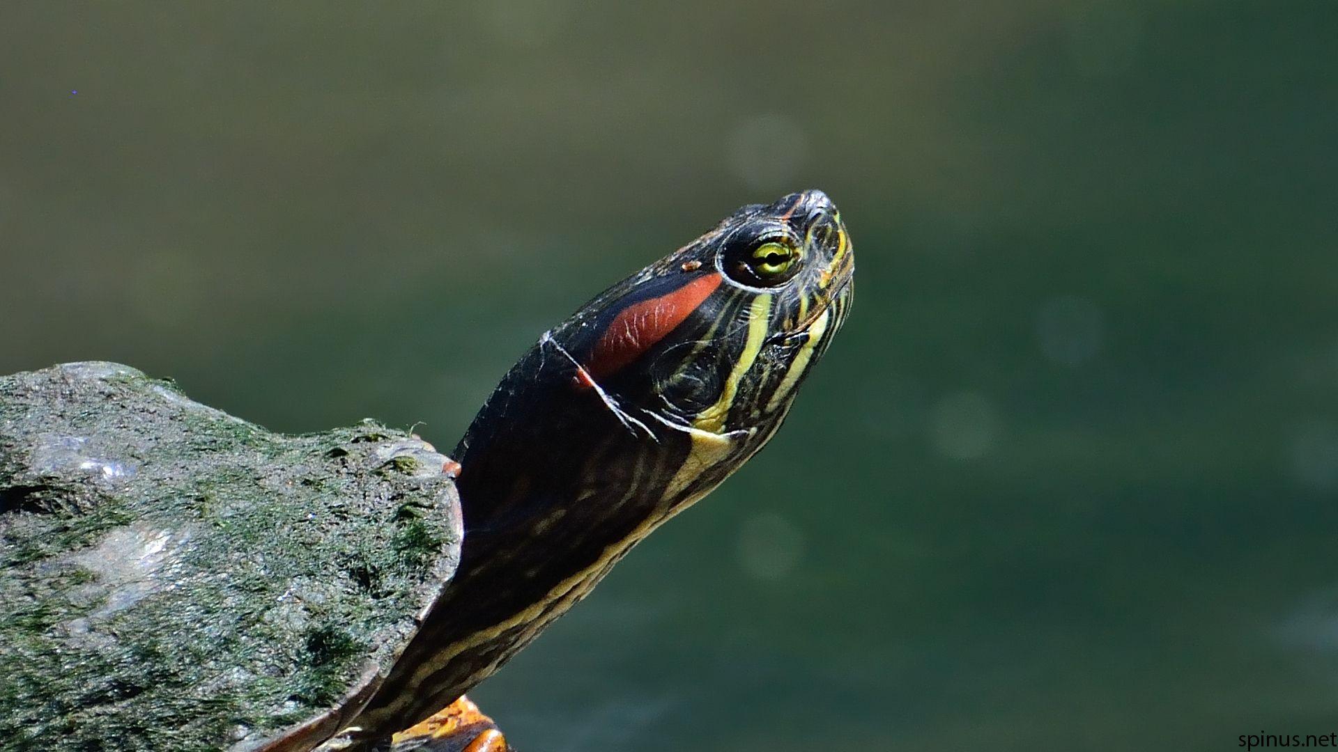 Red Eared Slider. Trachemys Scripta. Spinus Nature Photography
