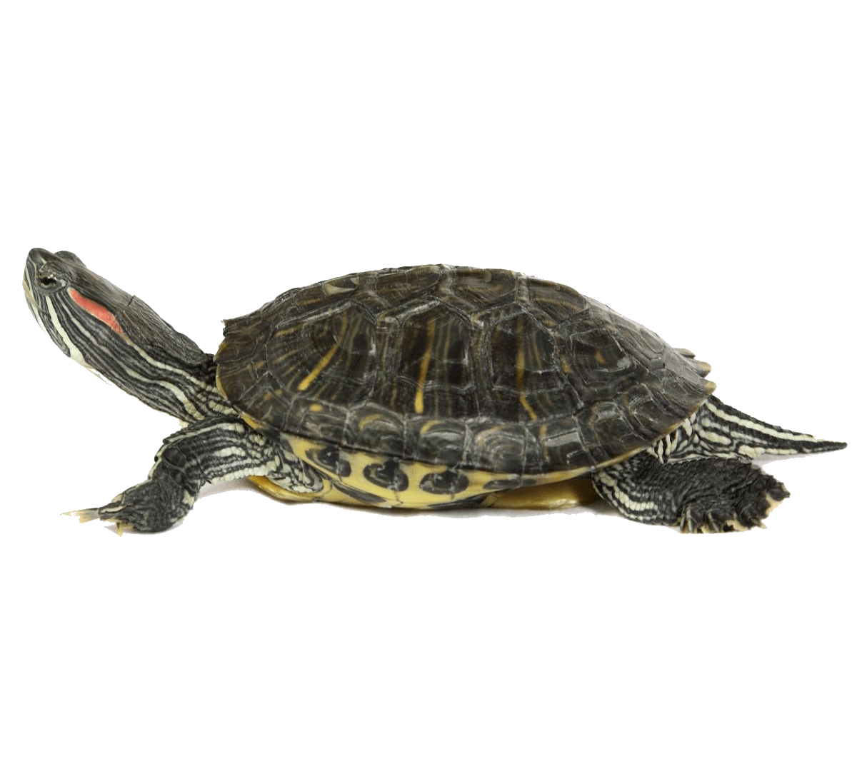 Turtle Shell PNG HD Transparent Turtle Shell HD PNG Image