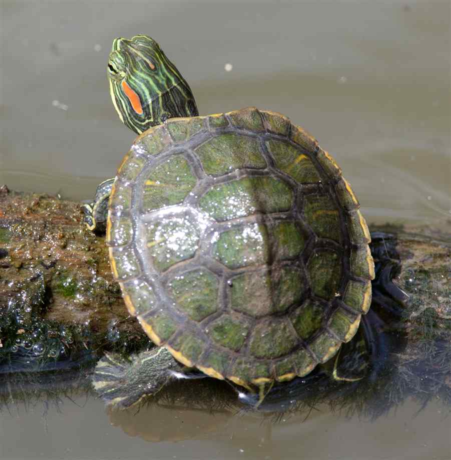 Red Eared Slider Turtle Facts, Habitat, Diet, Pet Care, Picture