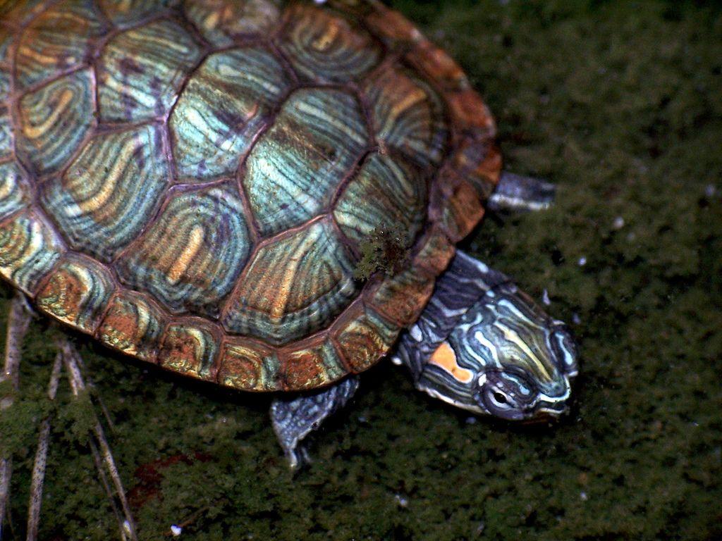 Red Eared Slider Turtle Wallpapers - Wallpaper Cave