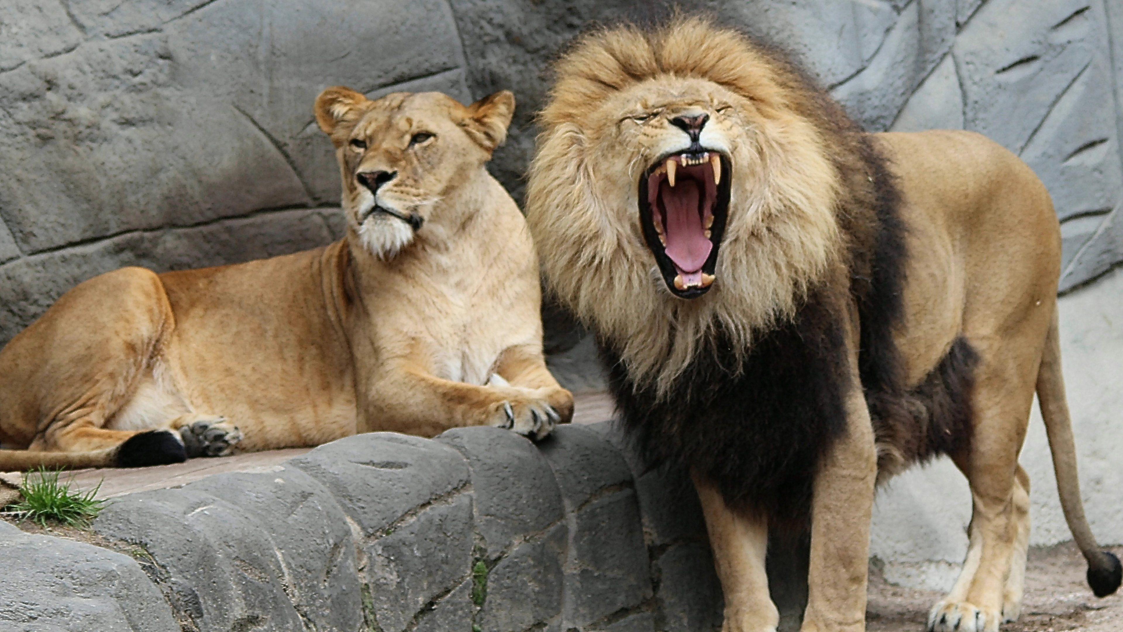 Zoo Animals Leo Lioness Lion UHD Wallpaper HD+ iPhone Smartphone