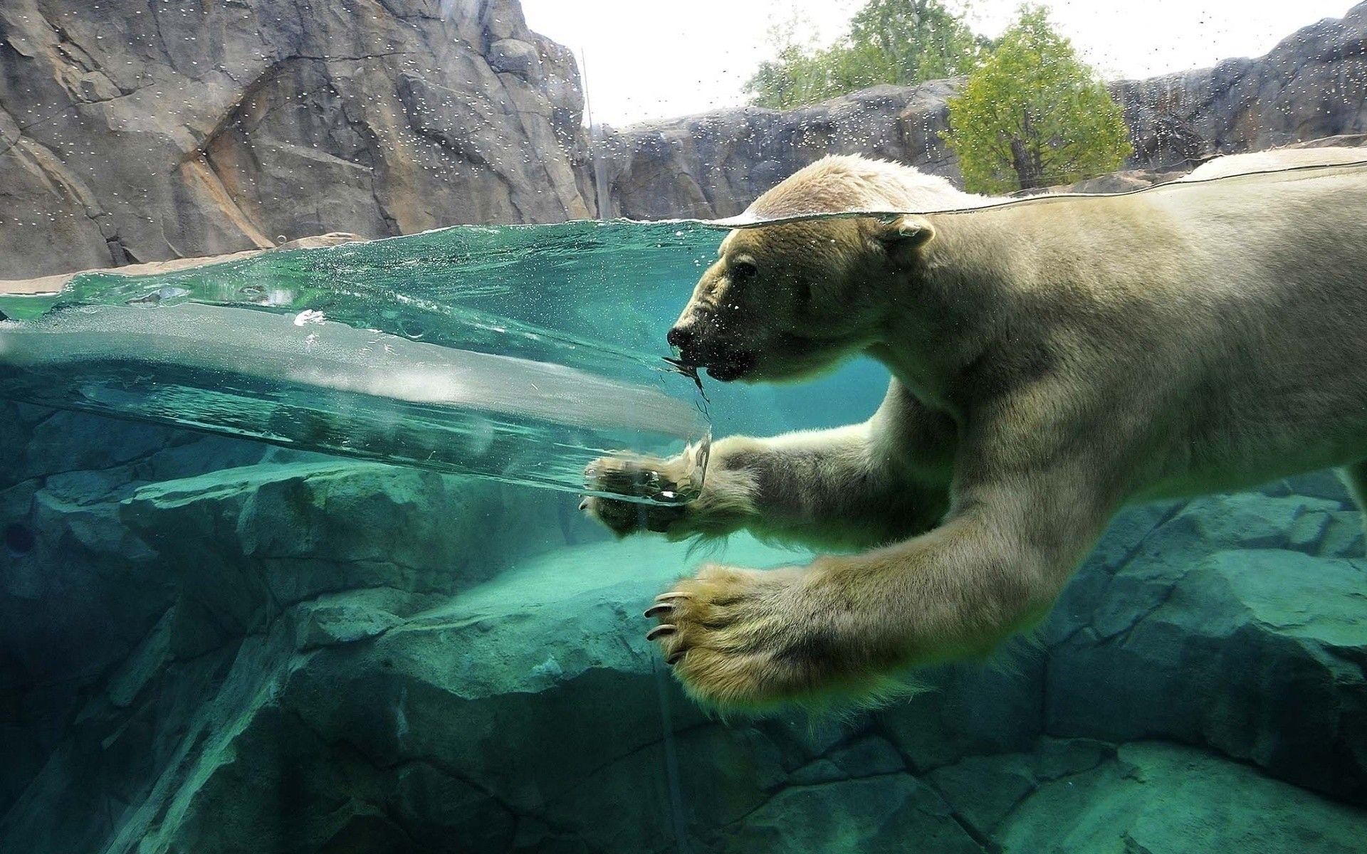 Water ice animals zoo underwater polar bears wallpaperx1200