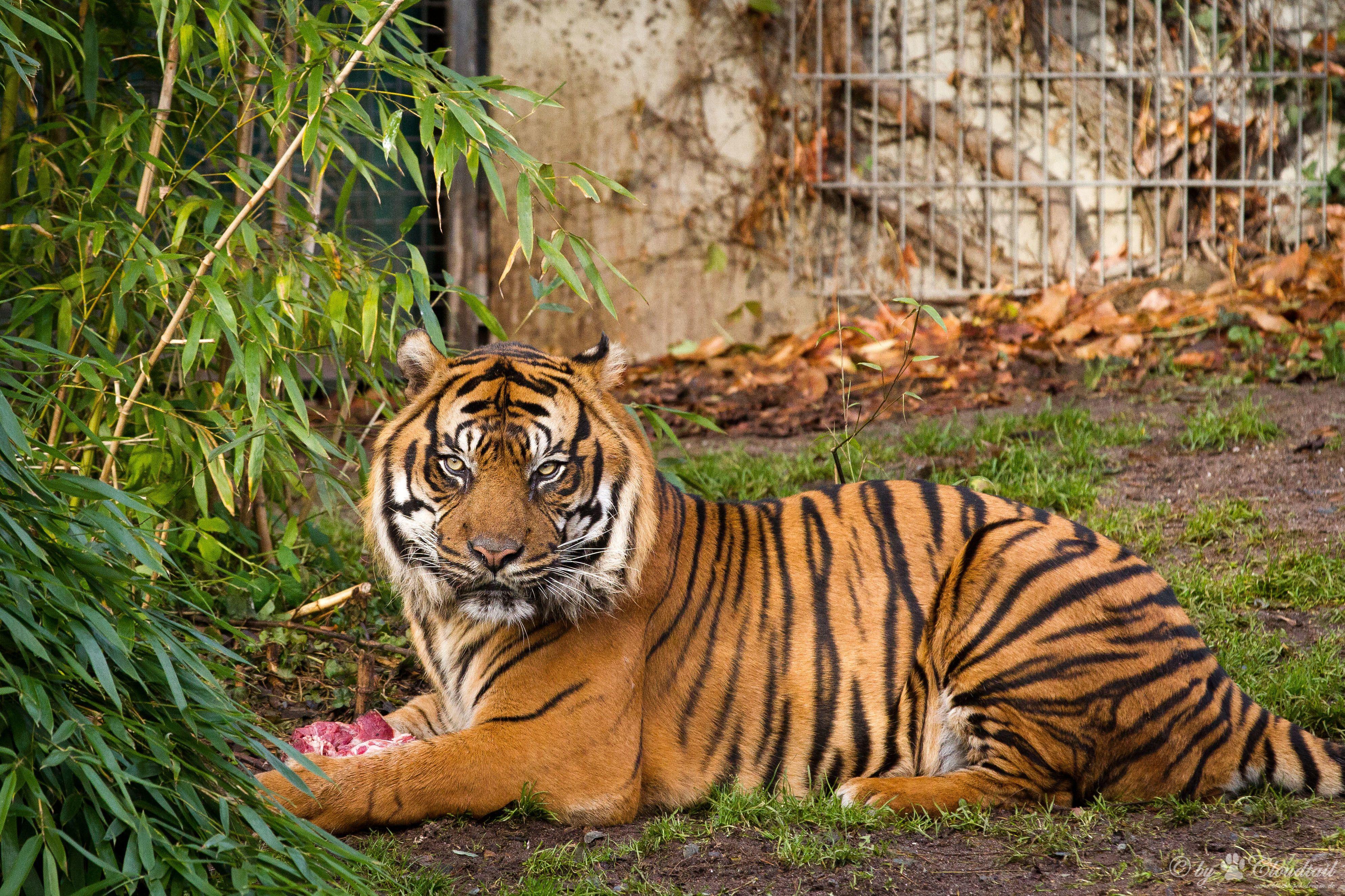 Wallpaper Tiger, Zoo, 4K, Animals
