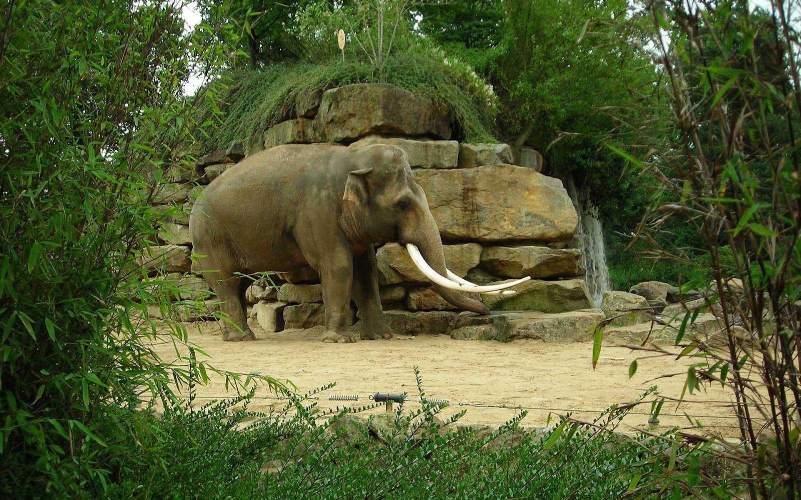 Wallpaper elephant in zoo Emmen. HD Animals Wallpaper