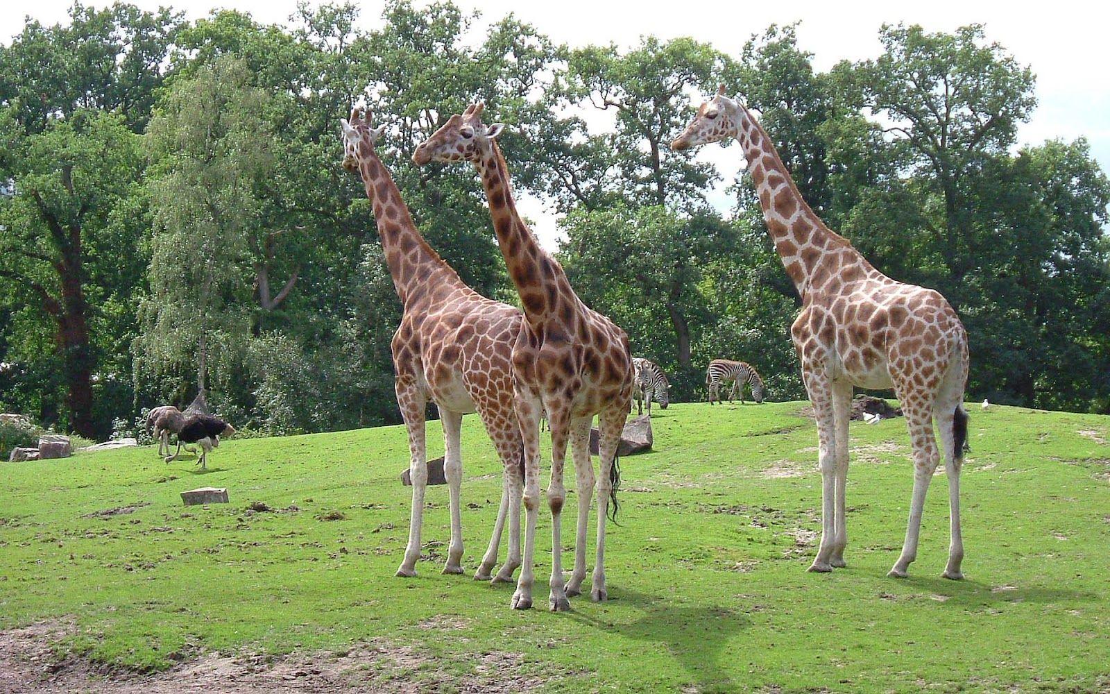 Photo of a group giraffes in the zoo. HD Animals Wallpaper