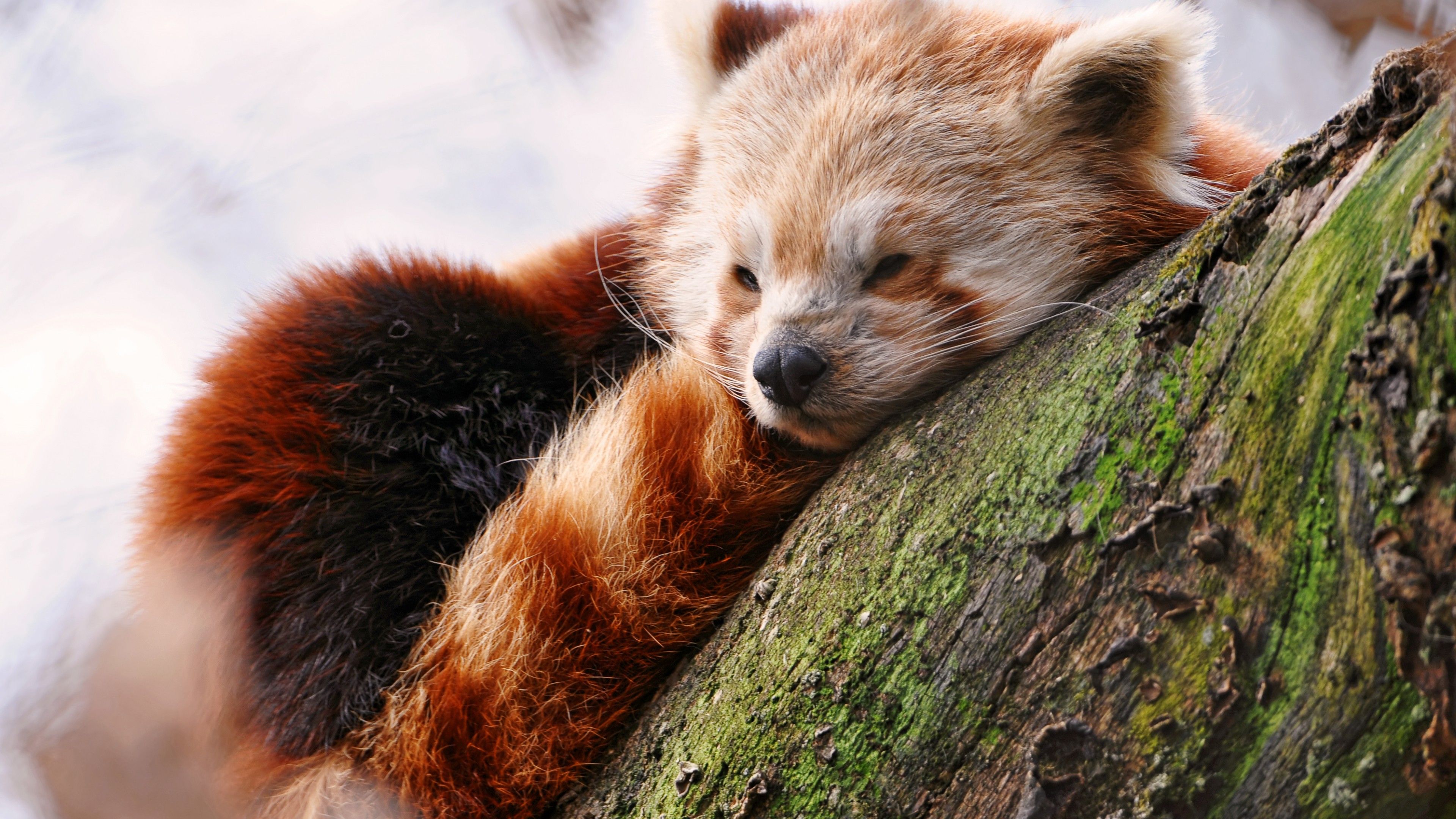 Wallpaper Red panda, animals, winter, sleep, zoo, Animals