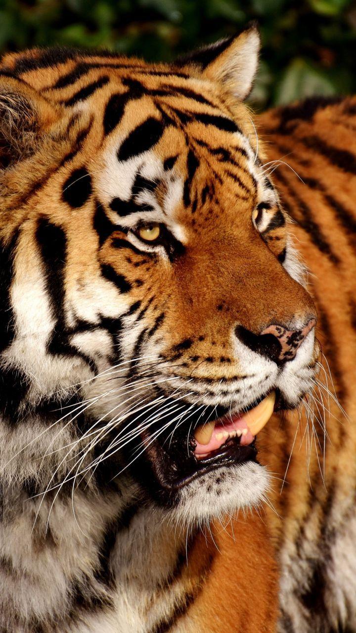 Tiger, predator, zoo, animal, 720x1280 wallpaper. Animals