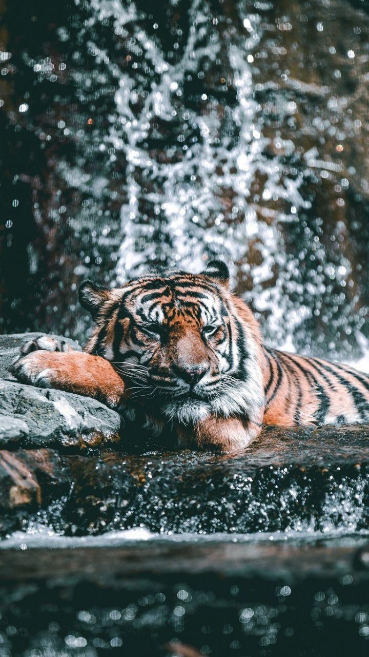 Water current, zoo, tiger, animal, wild, 720x1280 wallpaper