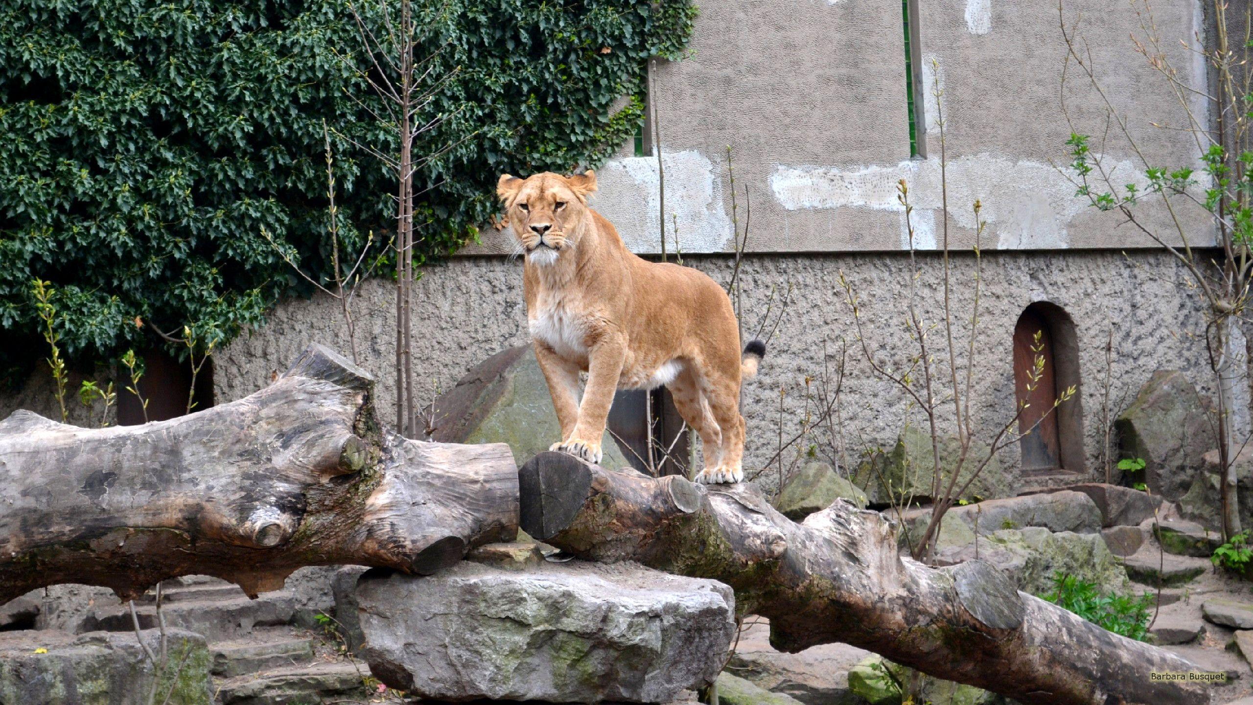 Lioness in zoo HD Wallpaper