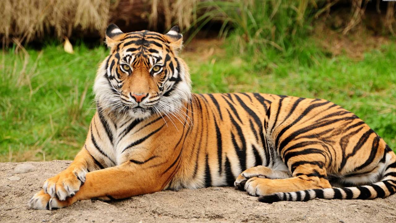 Animal Tiger Free Image Photo Wallpaper