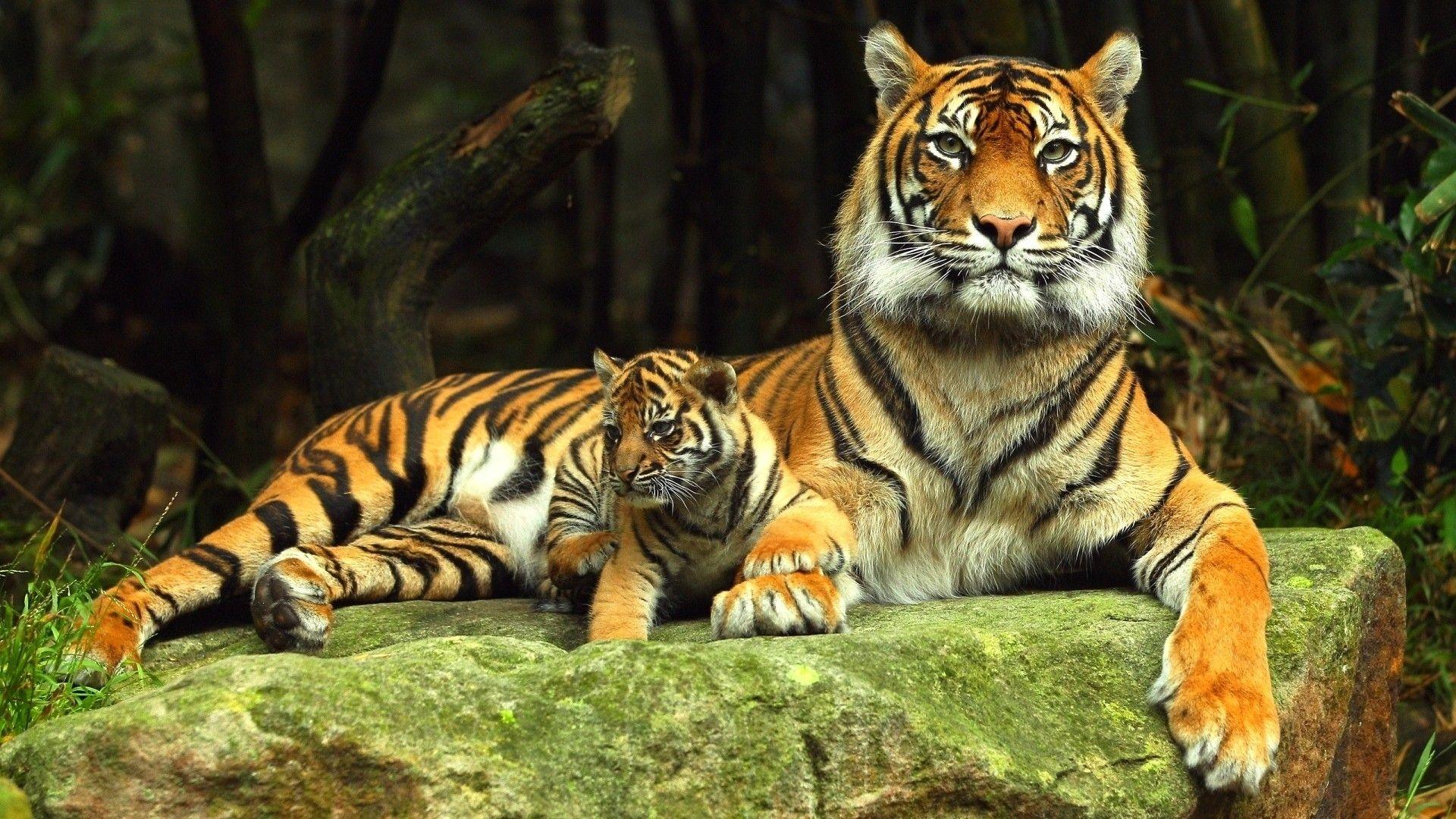 Zoo Animals Wallpapers - Wallpaper Cave