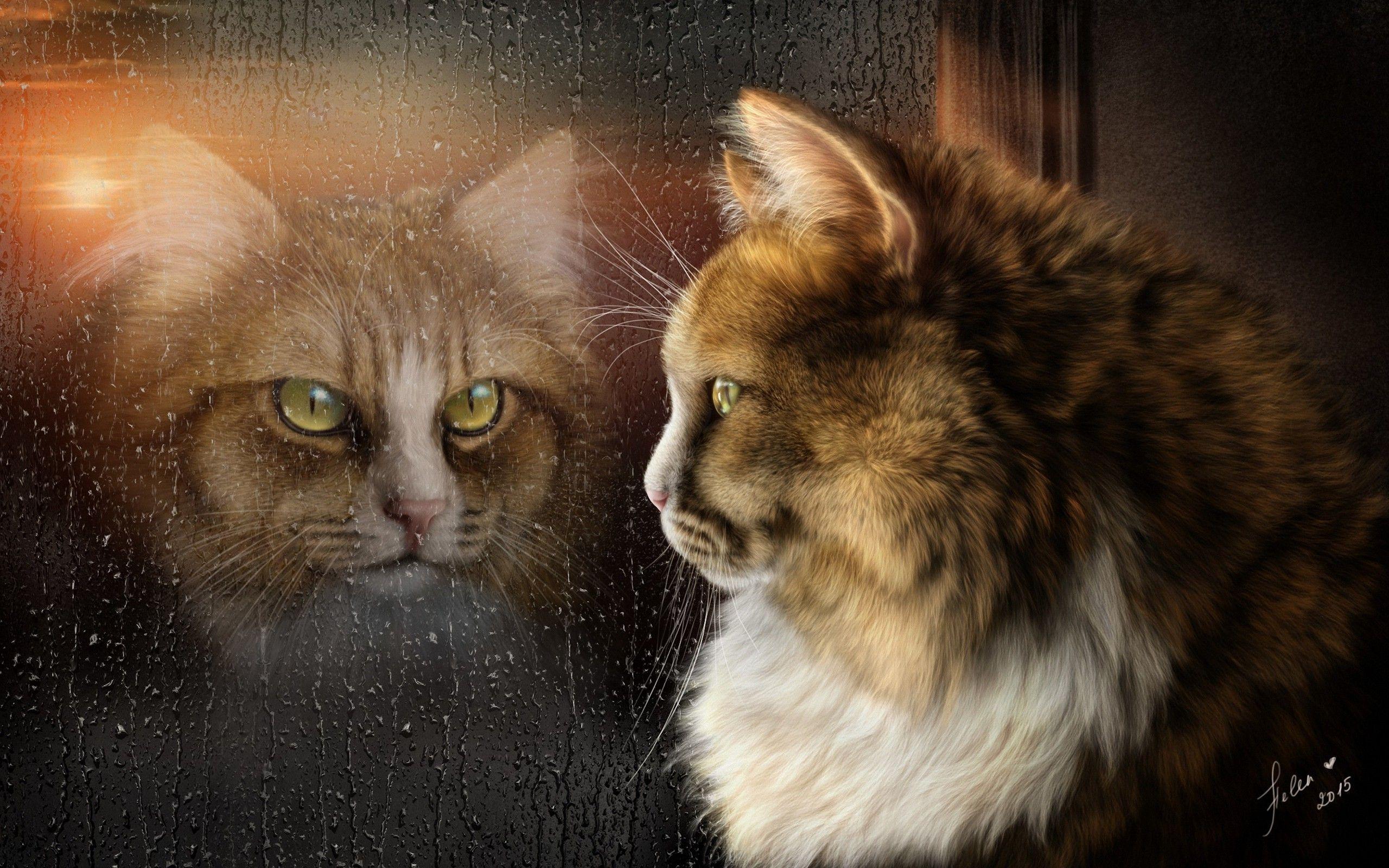 Fantasy Cat Rain Reflection Widescreen Desktop Wallpaper
