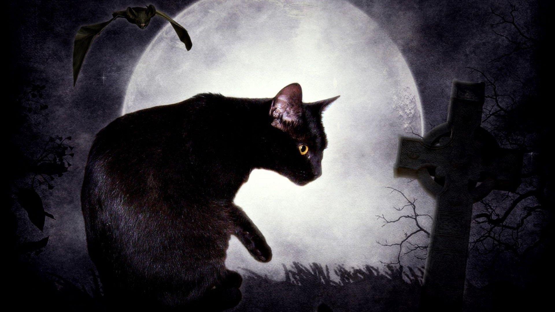 Black cat and the moon wallpaper and image, picture