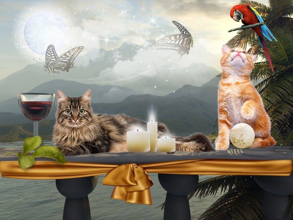 Wallpaper Tagged With Enow: Night Sea Fantasy Enow Paradise Cat