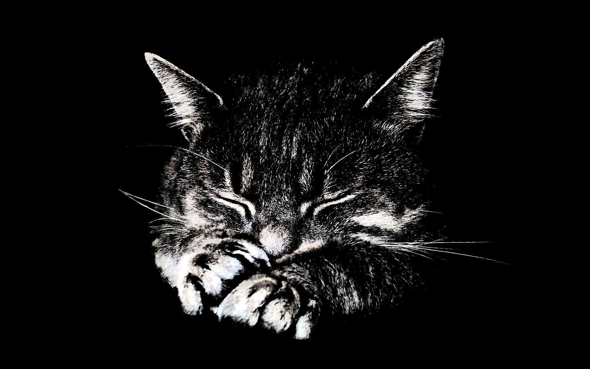 VI: Ragdoll Cat Wallpaper, Beautiful Ragdoll Cat Wallpaper