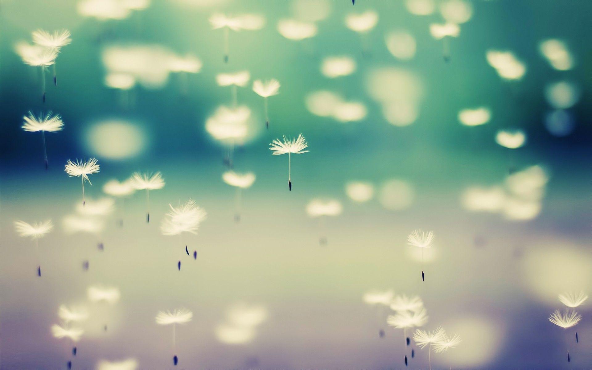 dandelion flowers floating wallpaper and background