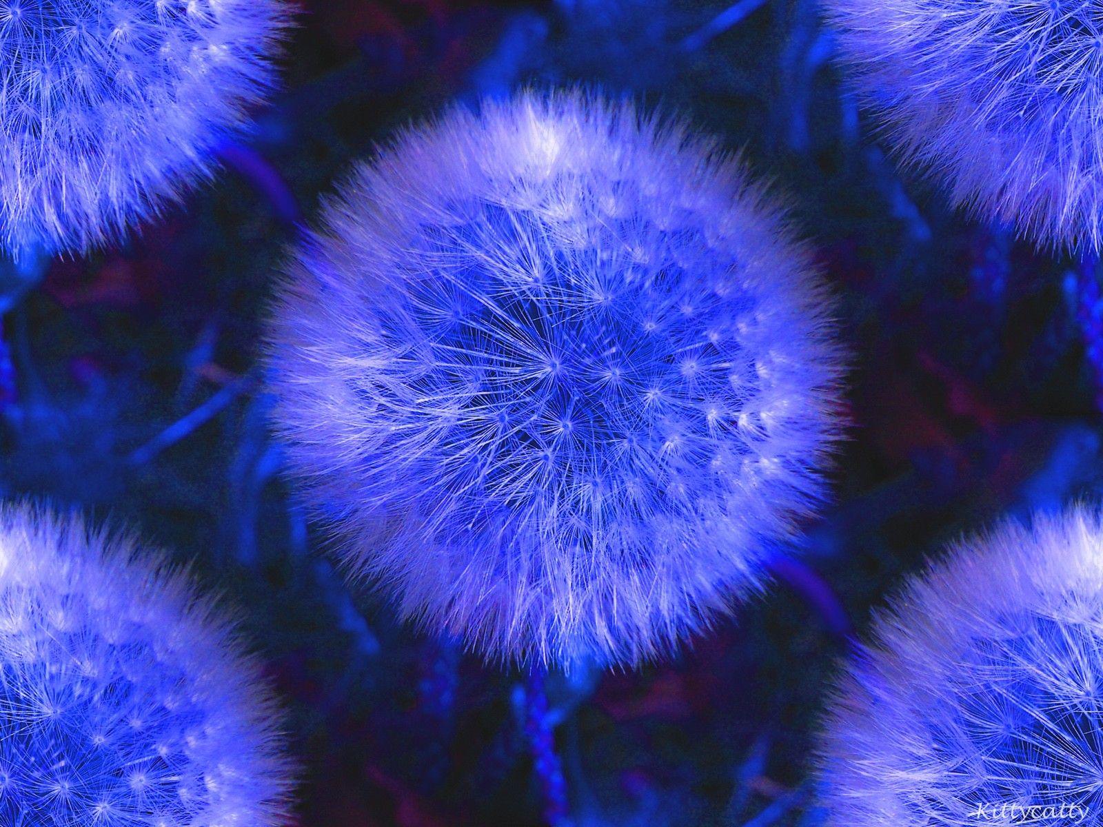 Blue Dandelions Wallpaper and Background Imagex1200