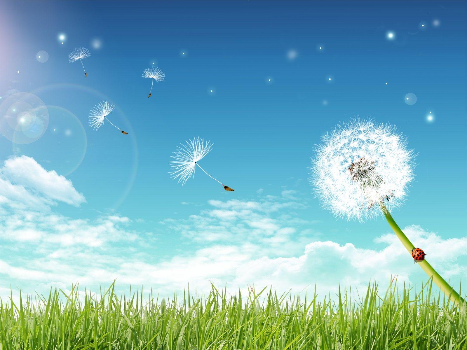 Dandelion: Getting Life in Balance. Earth Gifts: Healers and Messengers