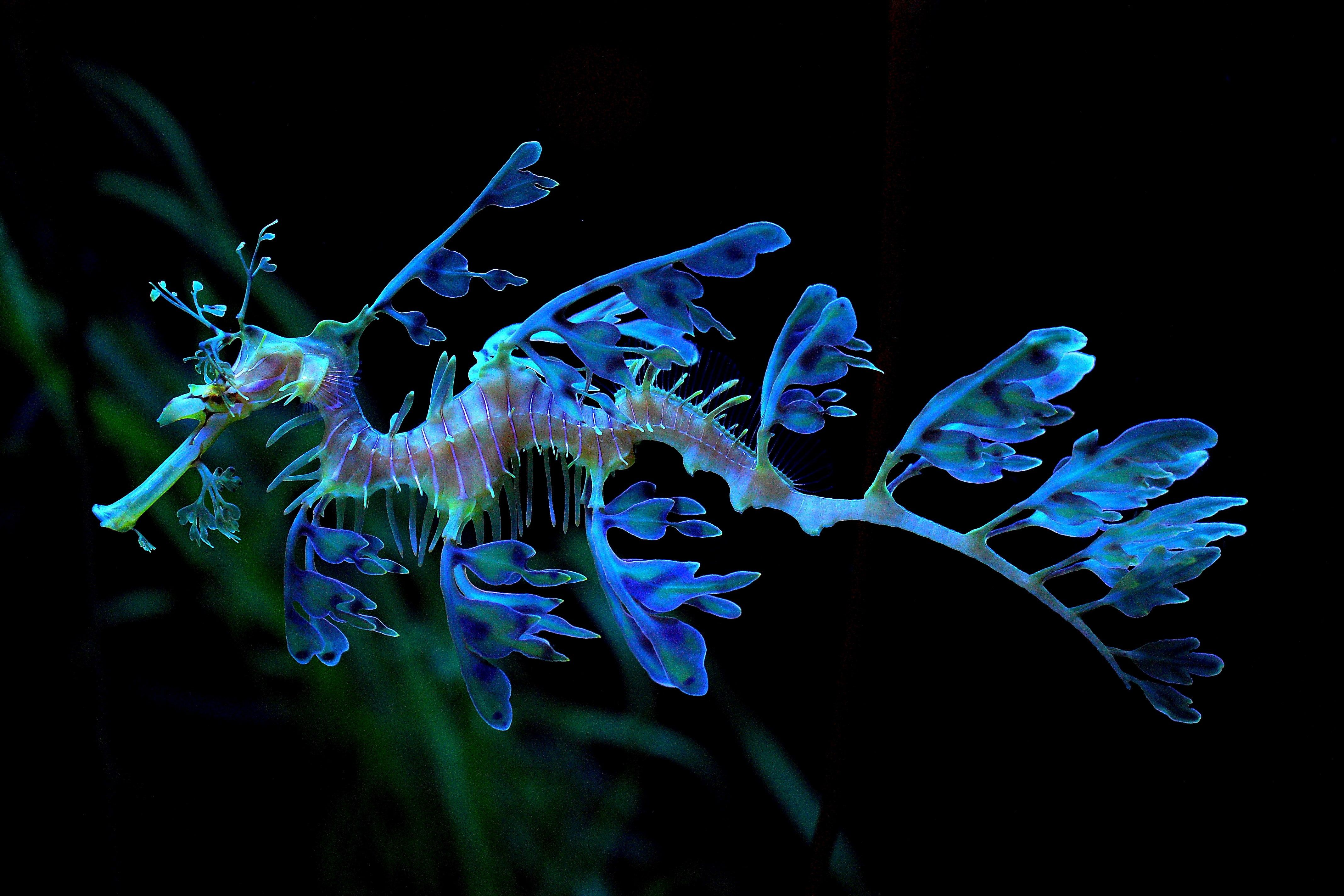 Leafy Seadragon 4k Ultra HD Wallpaper. Background Imagex2848