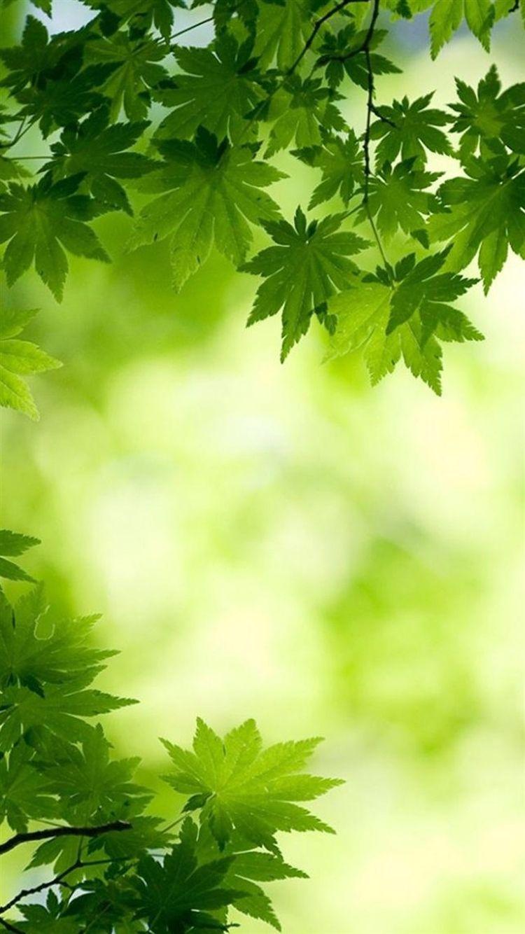 Leafy Wallpapers - Wallpaper Cave