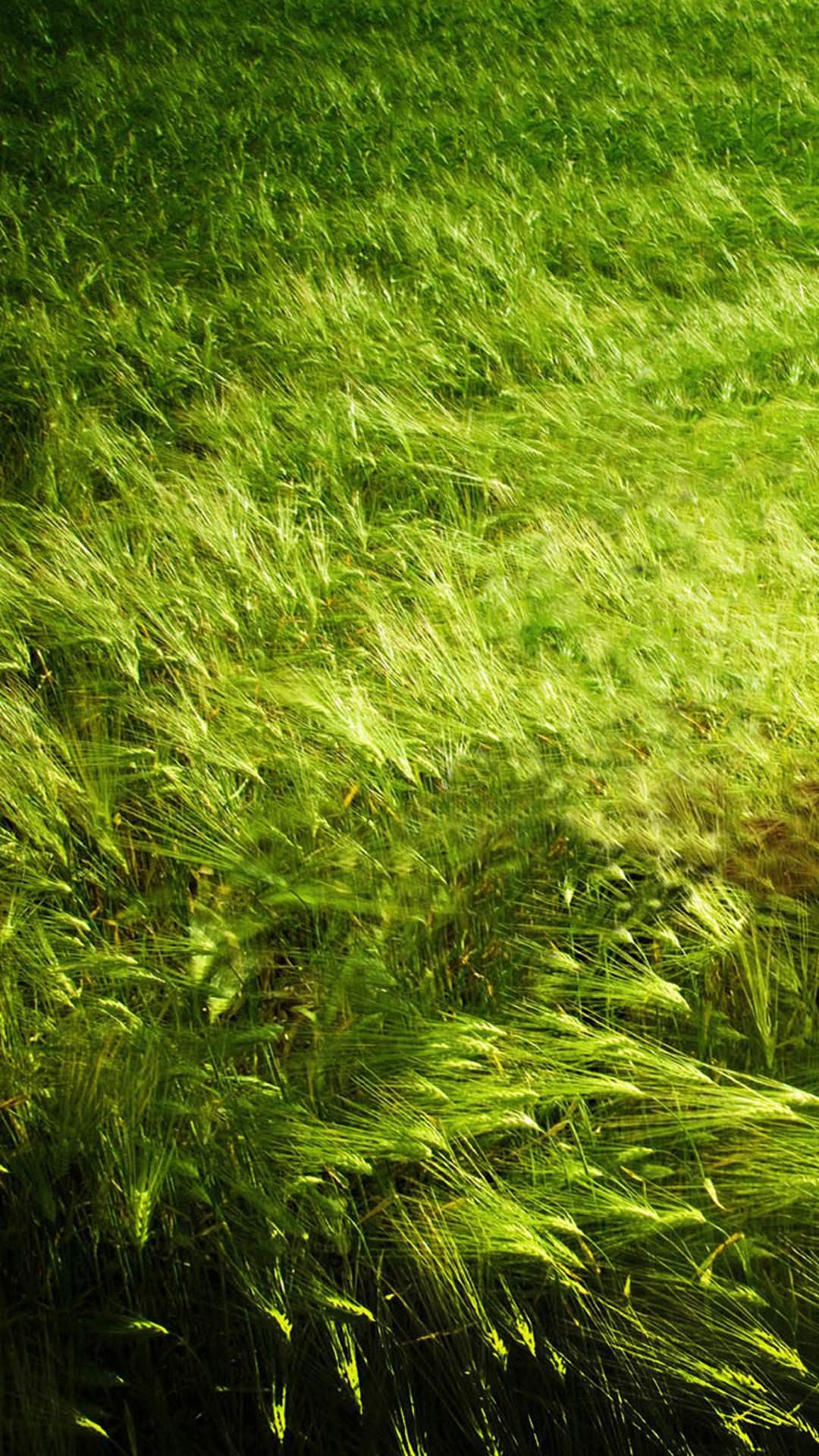 Nature Pure Green Leafy Land IPhone 6 6S 7 Plus Wallpaper And IPhone