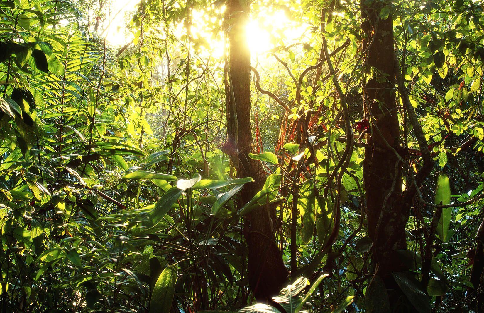 Green Leafy Jungle Wallpaper Wall Mural