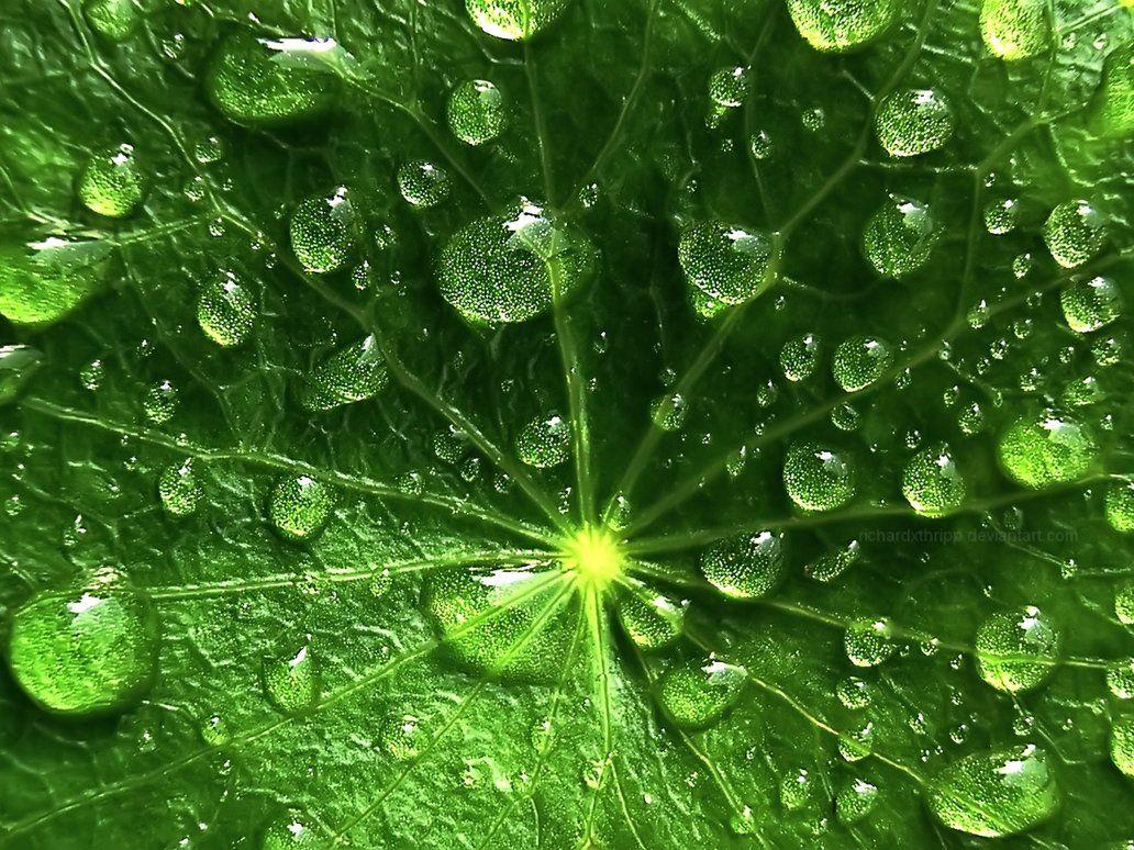 Leafy Droplets Wallpaper