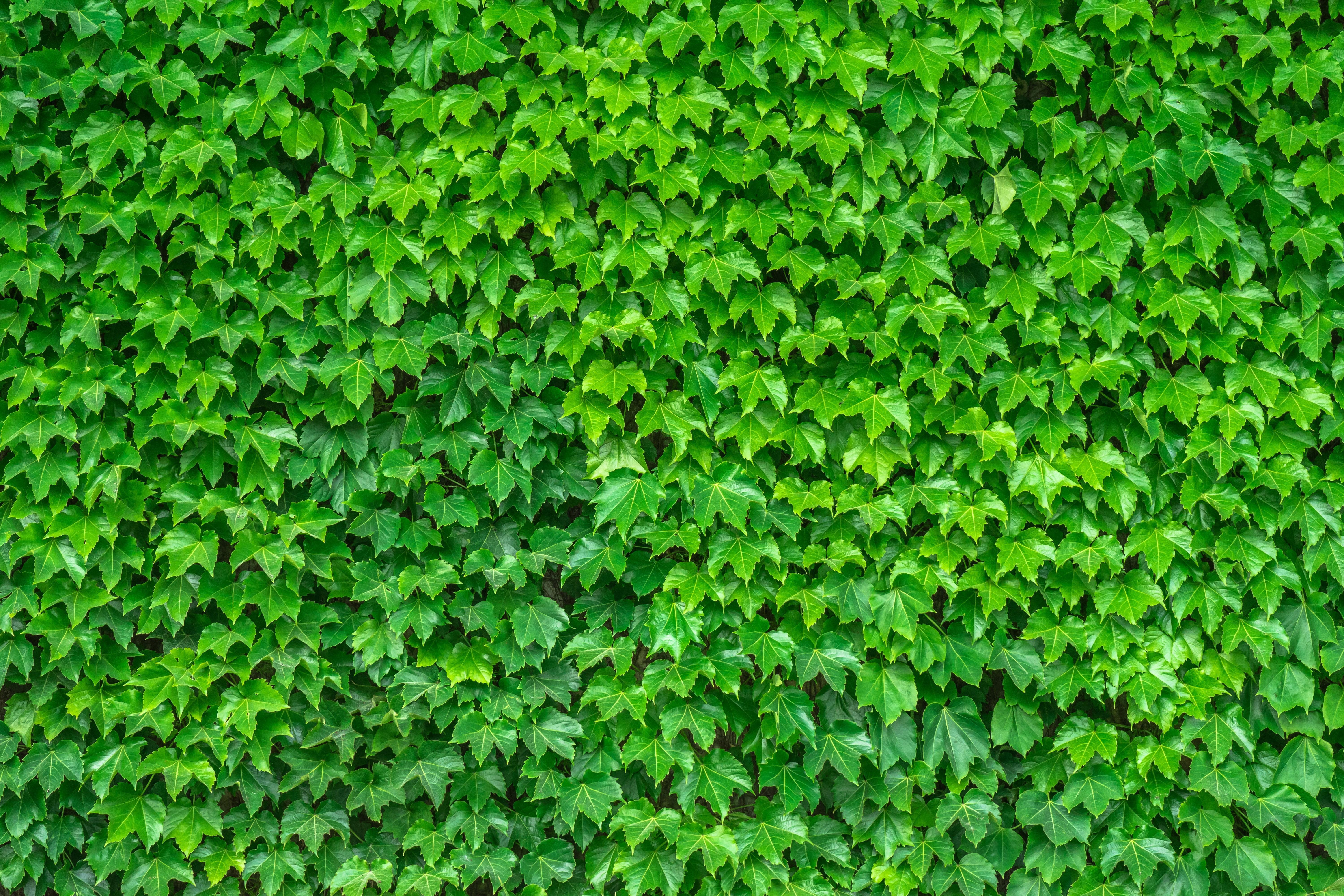 Leafy Wallpapers - Wallpaper Cave