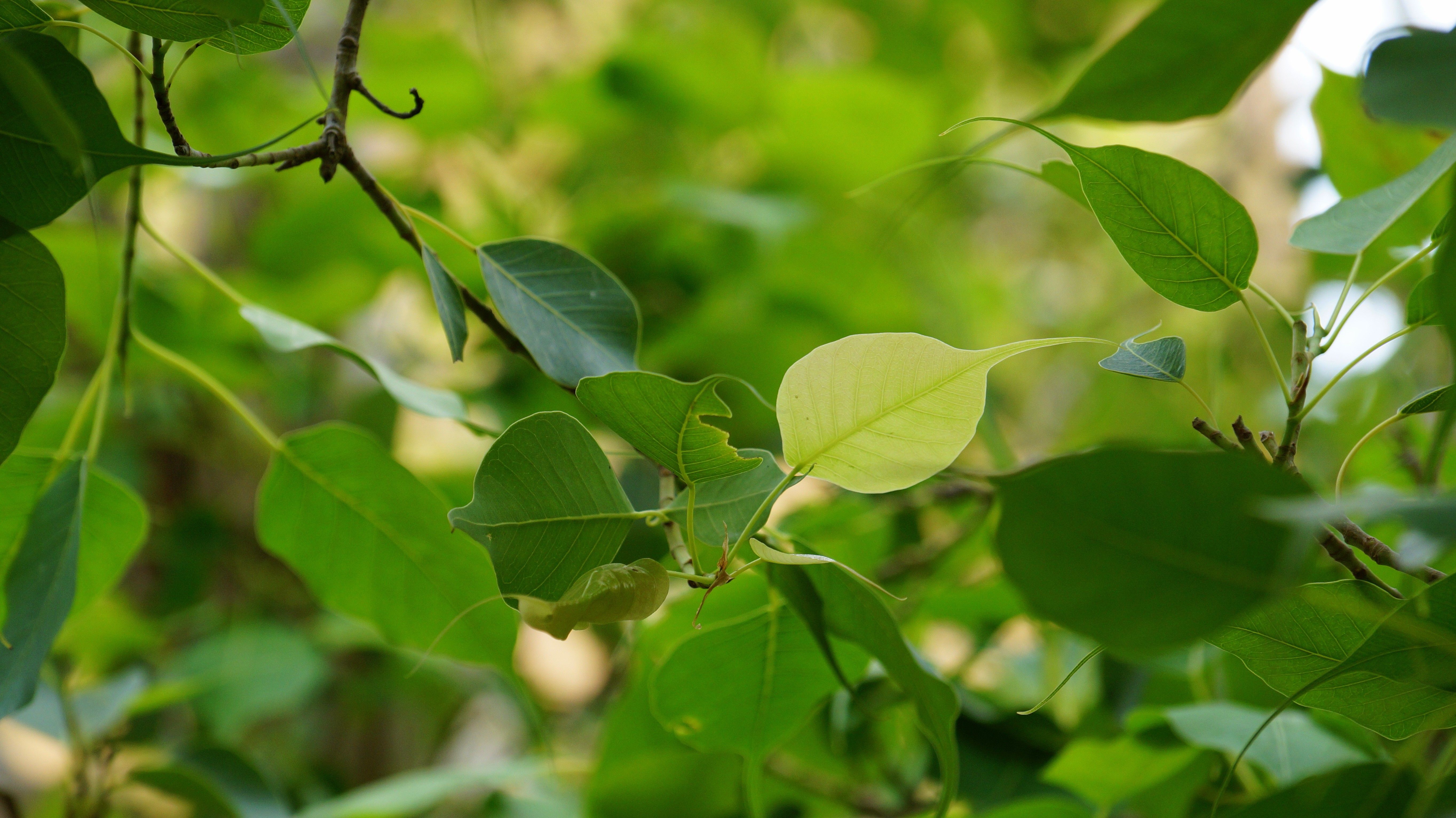 Forests: Tree Leafy Leaf Green Light Forest Wallpaper For Computer