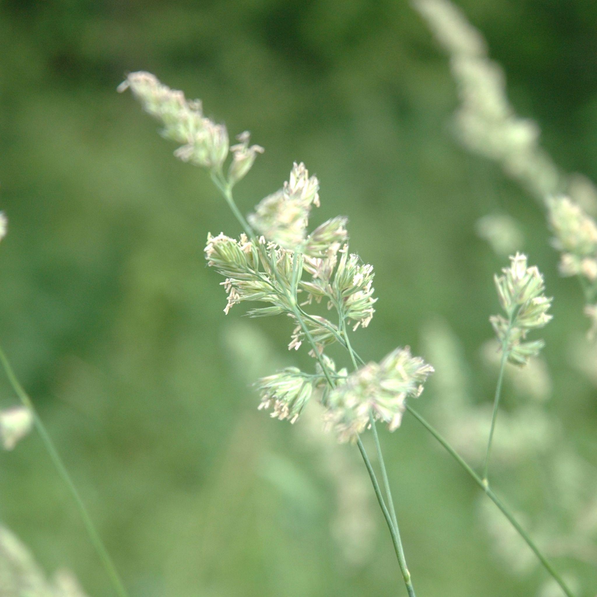 Nature Leafy Grass Flower Pure Filed iPad Air Wallpaper Download