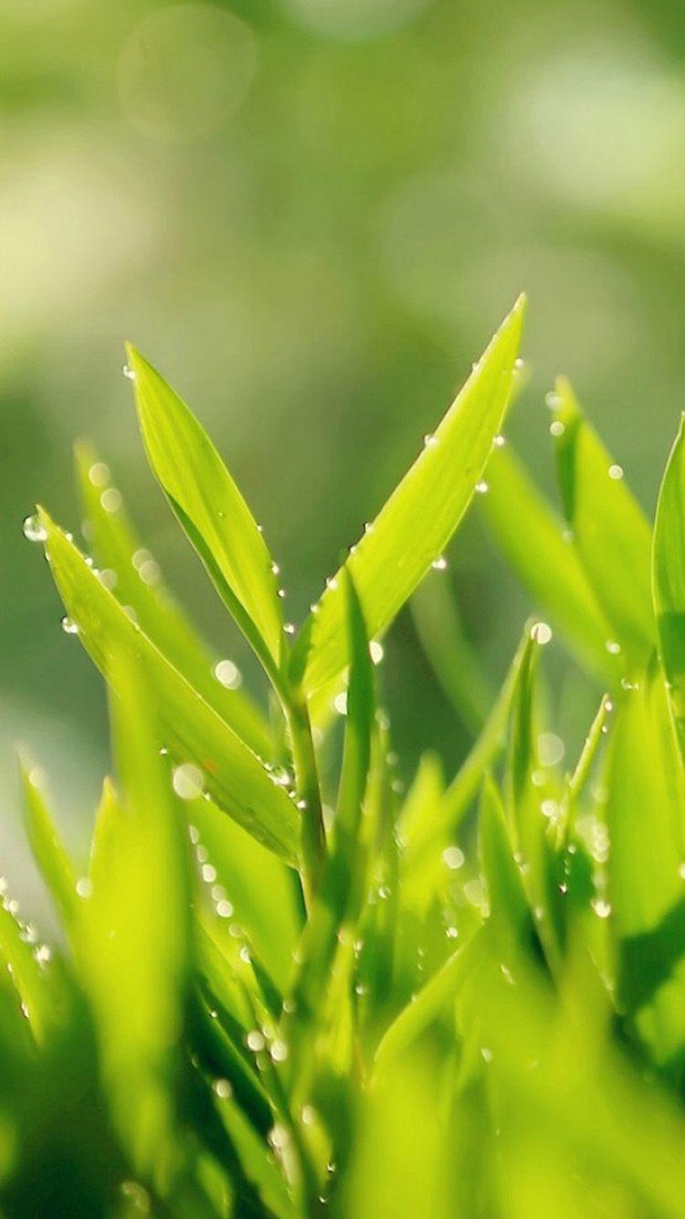 Morning leafy HD iPhone 6 and 6 plus wallpaper