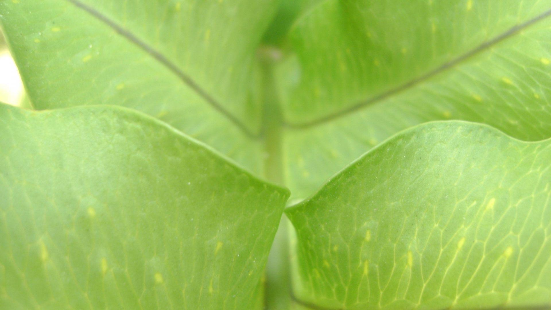 Leafy Tag wallpaper: Leafy Smooth Flat Green Wallpaper Picture HD