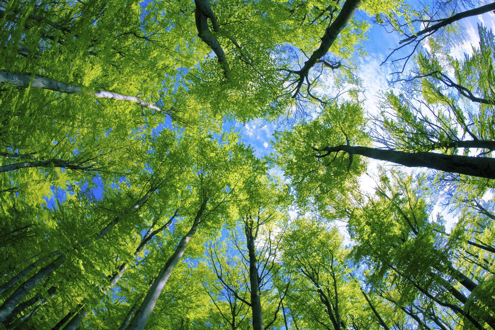 Woodland for children. KS1 and KS2 geography: woodland and forest