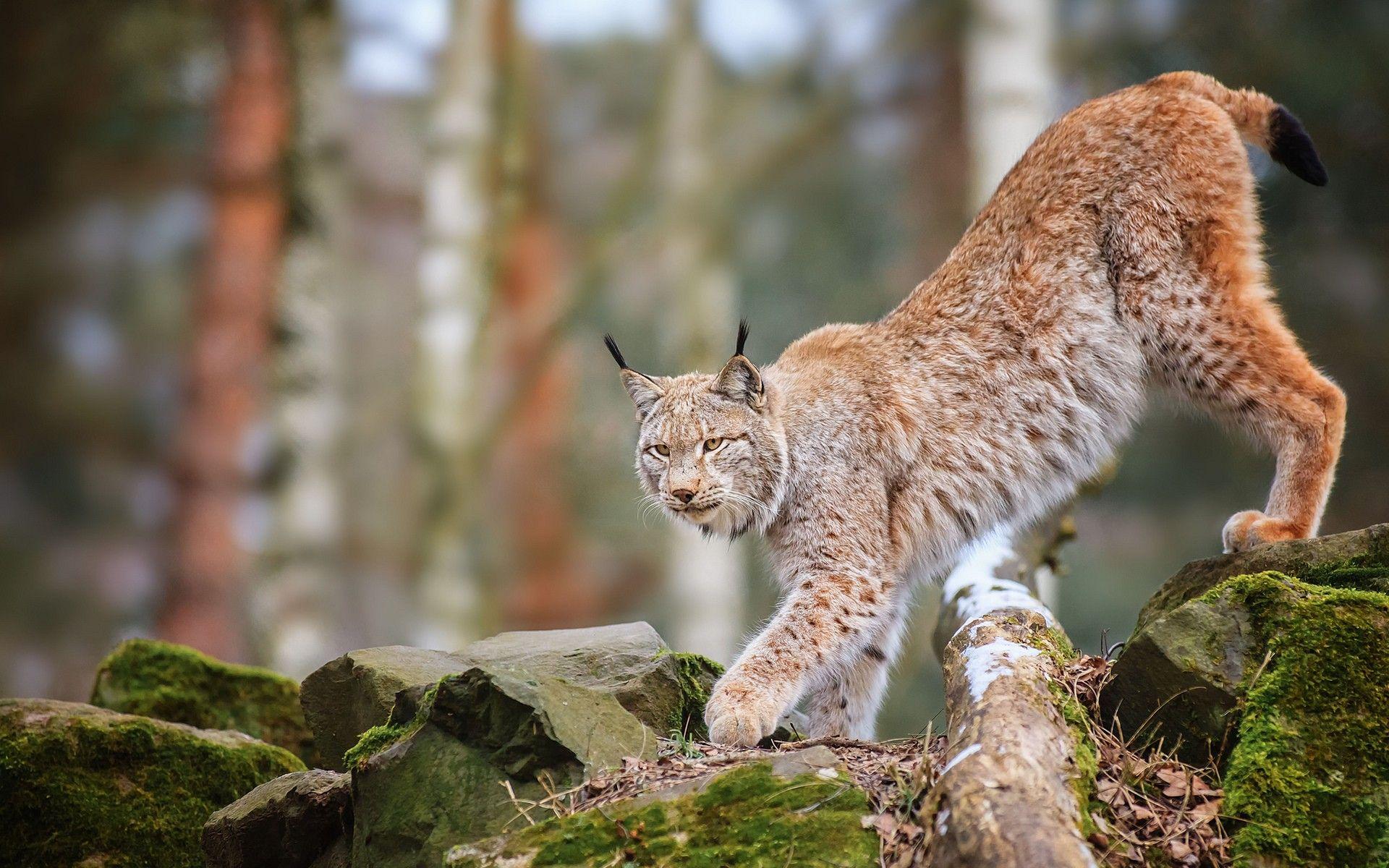 Cats: Wildlife Nature Predator Trees Lynx Animals Cats Forest