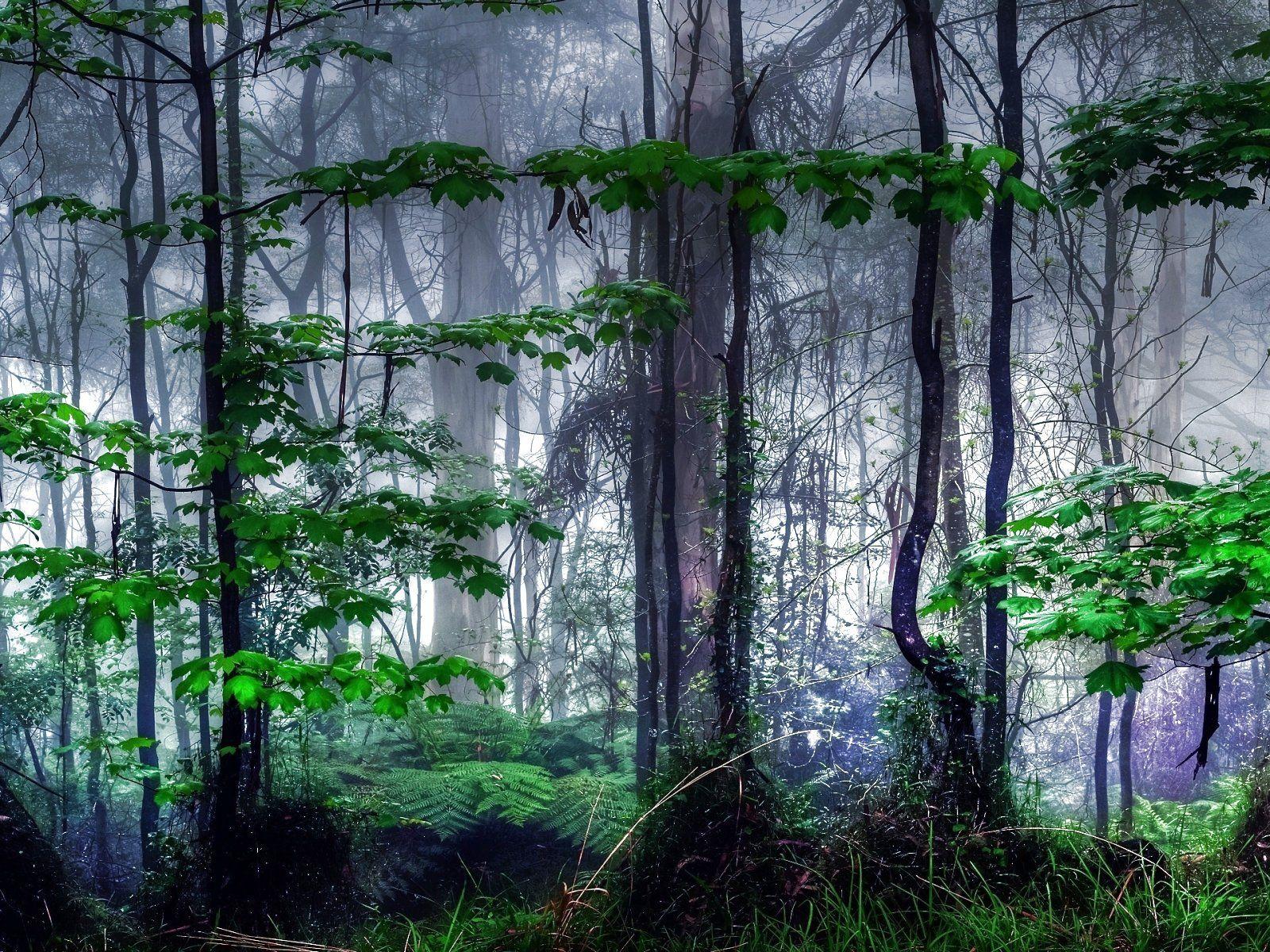 mobile tree, forest, windows desktop image, landscape, wallpaper