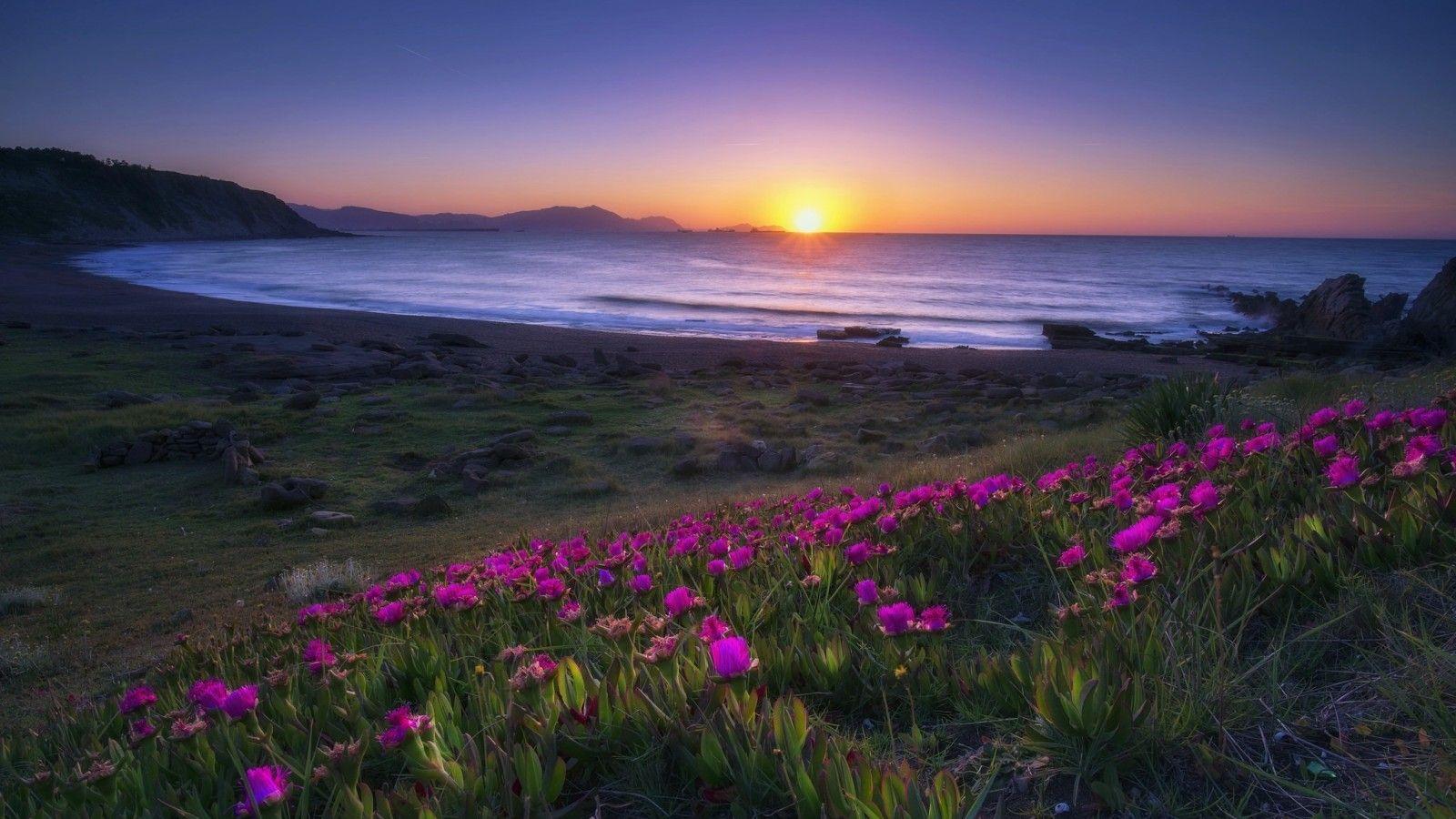 Download 1600x900 Sunset, Purple Flowers, Ocean, Waves, Coast, Sky