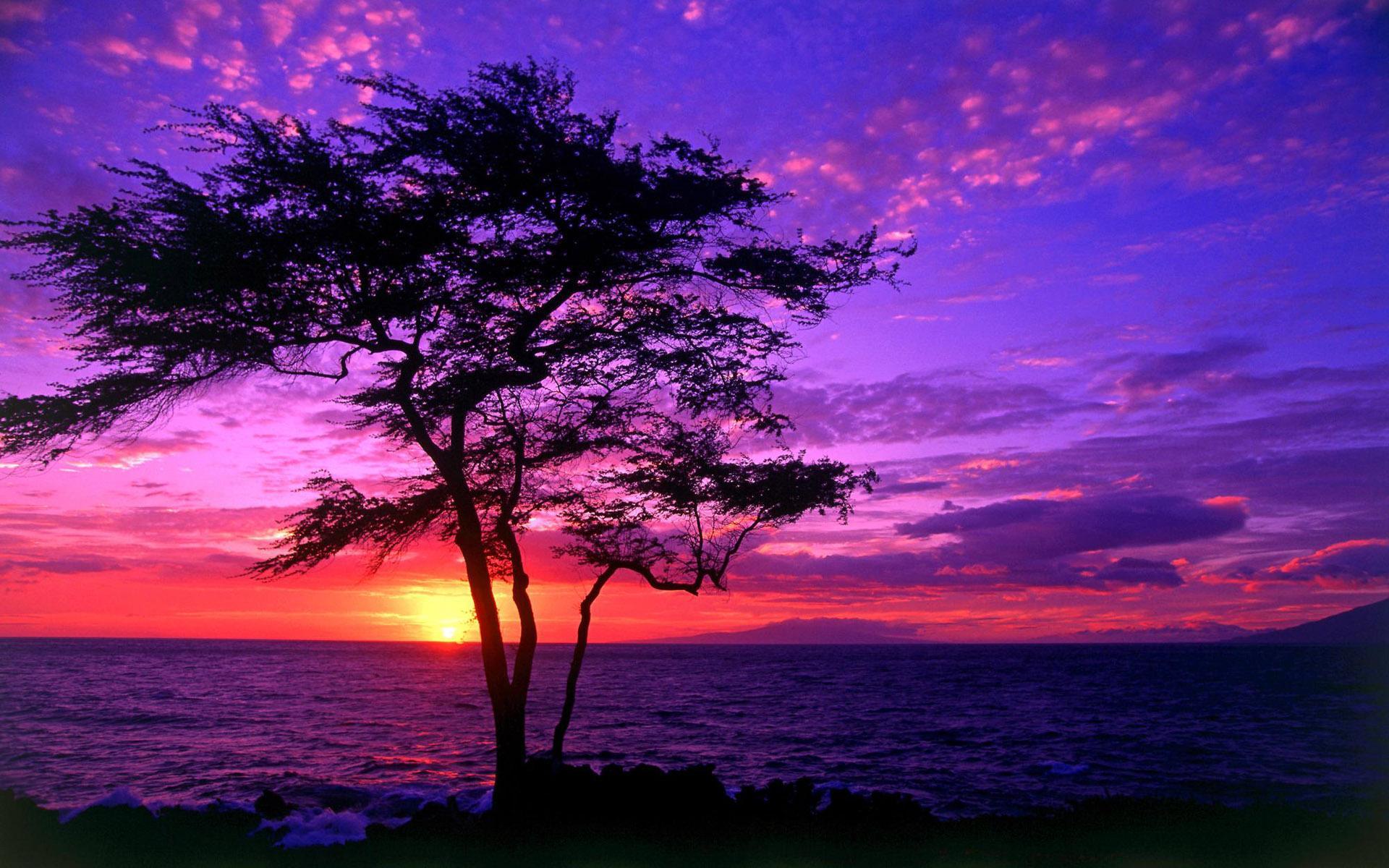 Purple Wallpaper Shore Tropical Sunset Pictureque