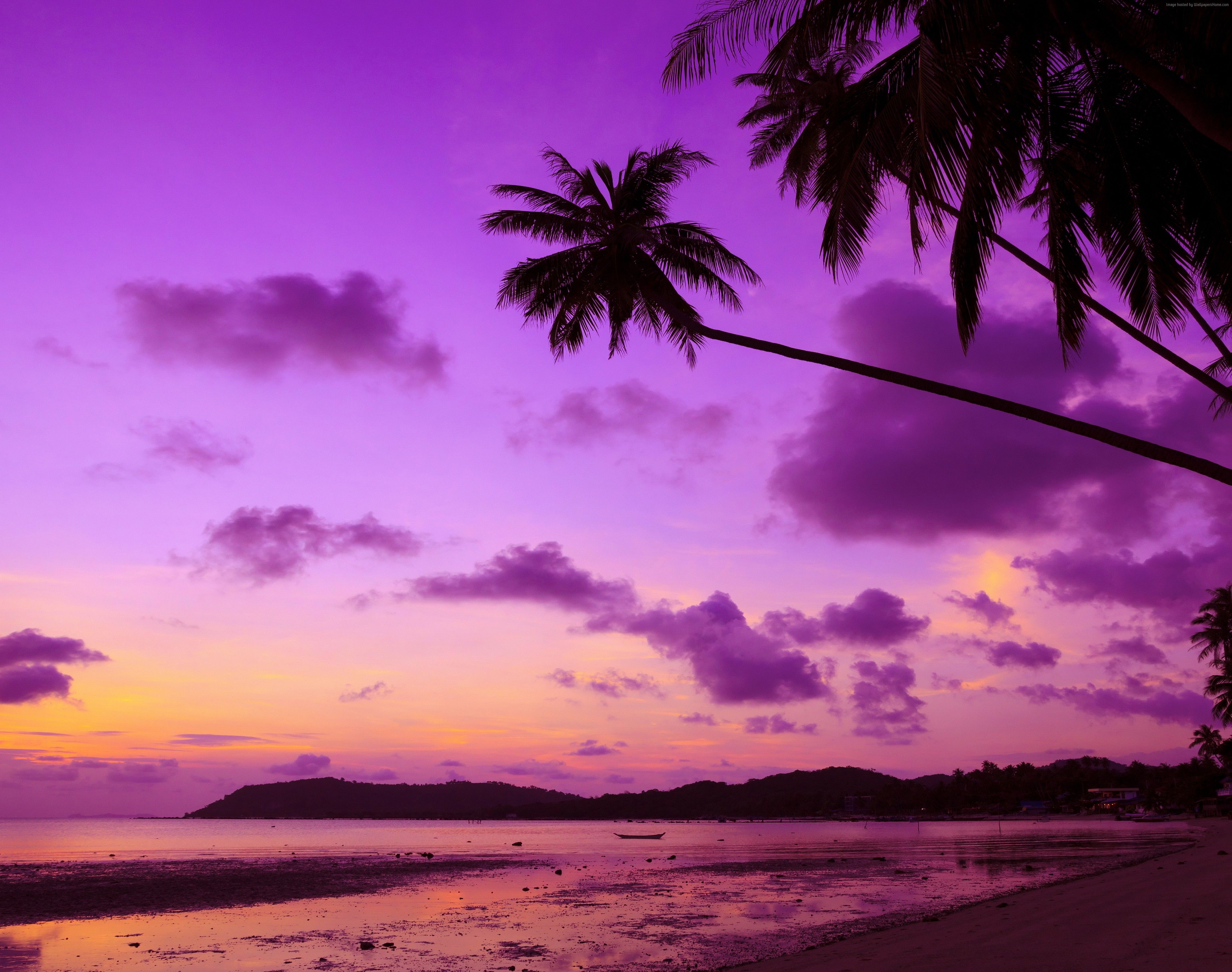 Purple Palm Tree, HD Nature, 4k Wallpaper, Image, Background