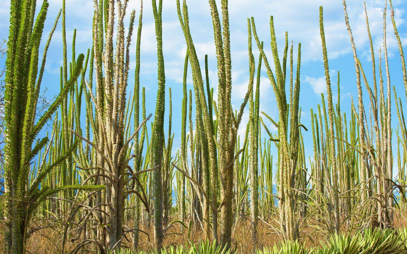Forests Of The World