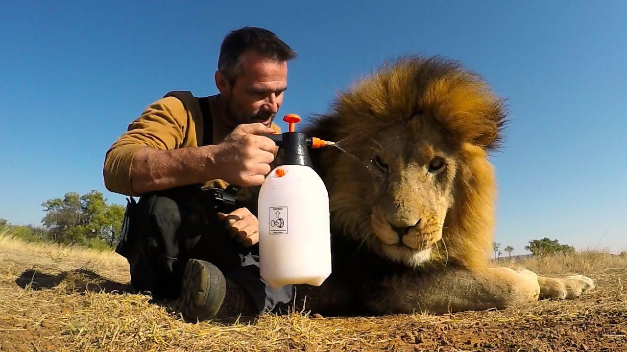 Lion Treats!!! The Everything Spray. The Lion Whisperer