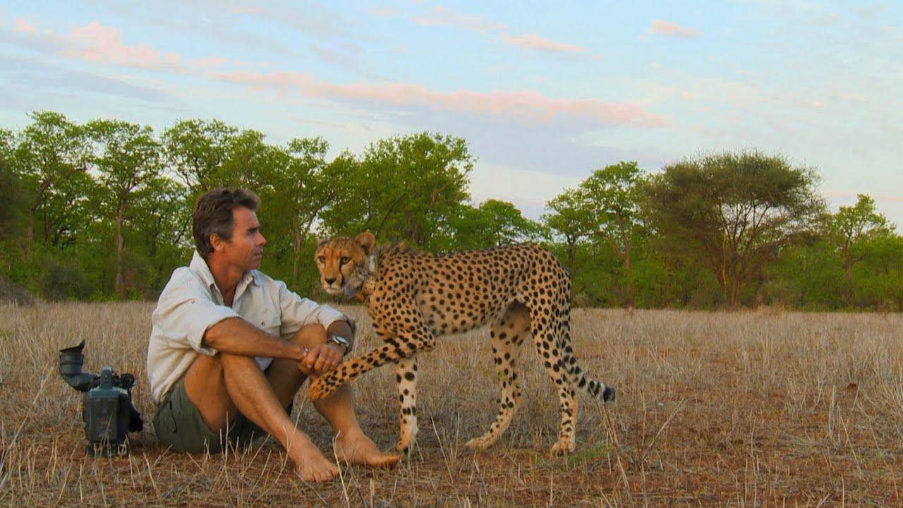 Living Among Cheetahs. Man, Cheetah, Wild