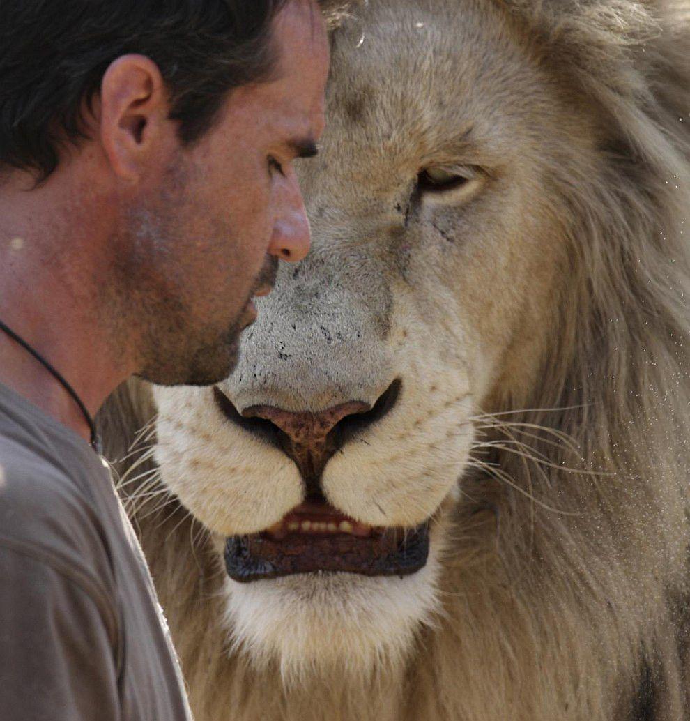 Kevin Richardson; the Lion Whisperer