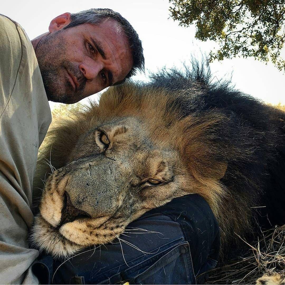 Kevin Richardson, known as The Lion Whisperer, is a South African