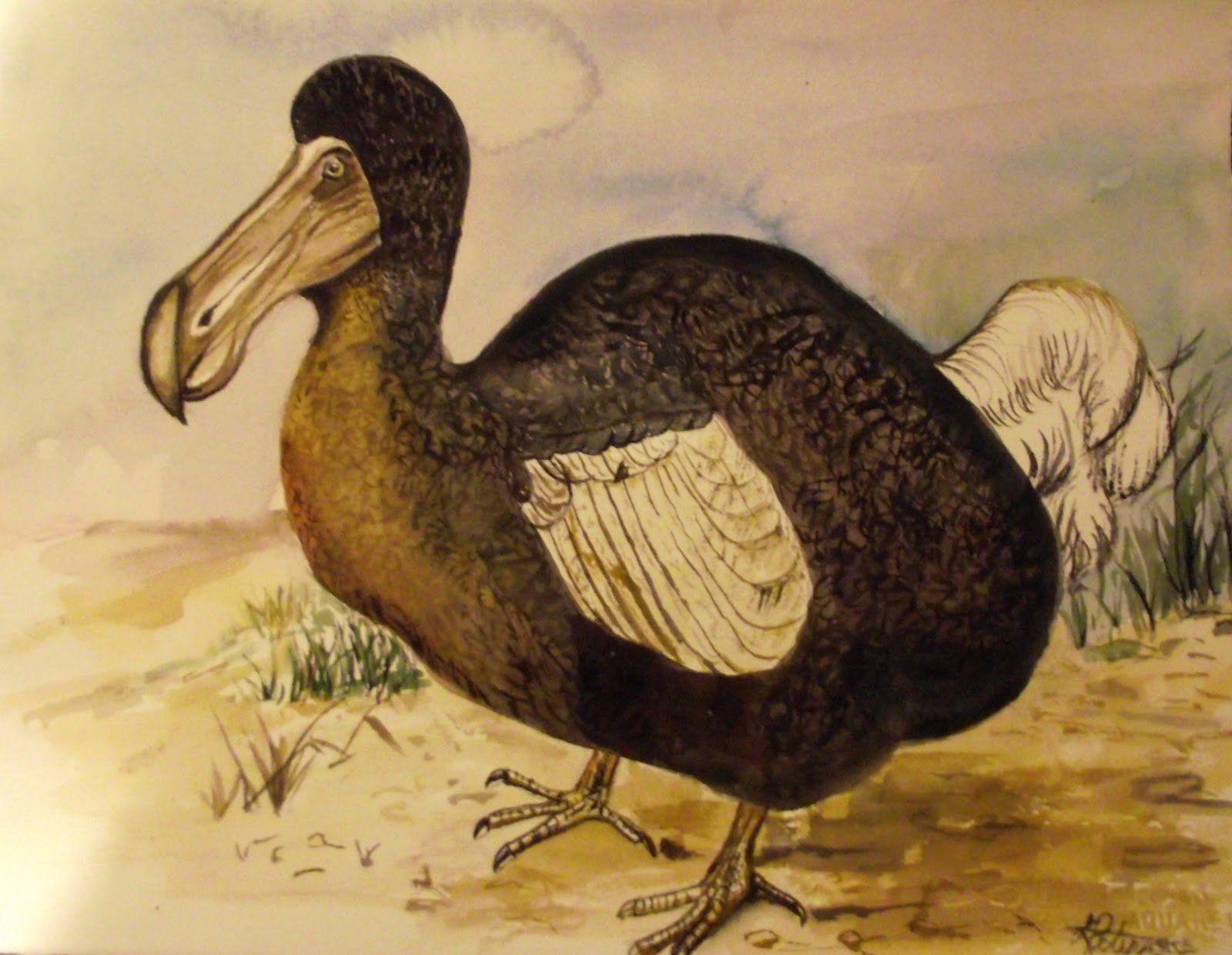 Dodo Wallpaper and Background Imagex1241